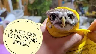 Объект - маленькая вредная сова, - найти и обезвредить! В Рутубе комментаторы раскомментировались