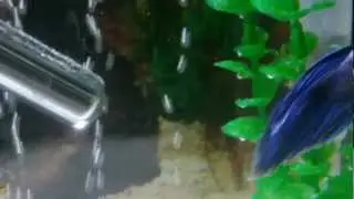 New Tank Setup - Fighting Fish and Glowlight Tetras