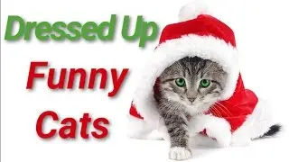 Dressed Up Funny #Cats