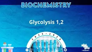 L11,15 part 2: CHO metabolism (introduction and glycolysis); Biochemistry