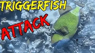 Triggerfish attack @ArkadiuszBeDive | Red Sea | Egypt | Marsa Alam