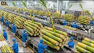 Inside a Giant Cane Sugar Factory | How Fresh Sugarcane Turns Into Crystal Sugar