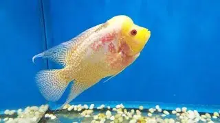 Flowerhorn breeding #flowerhorn #fish #aquarium #fishbreeding #trending #viral