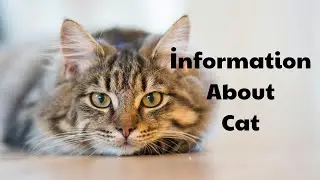 information about cute pet cats