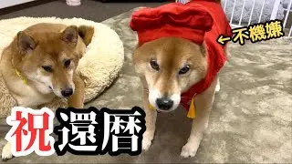 【人間なら60歳】柴犬ロックの健康の秘訣を大公開します