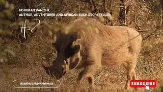 Angola Safari 2, E13: Bushpigs and Warthogs (Hoffman van Zijl Wilderness Wanderer)