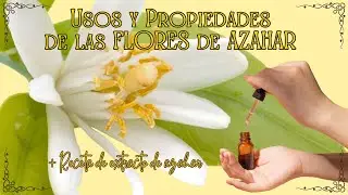 FLOR DE AZAHAR, conoces sus propiedades y usos? + EXTRACTO DE AZAHAR #azahar  #extracto  #tintura