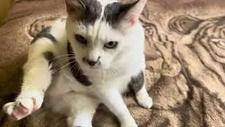 Relaxation with sweet Cats. Cute Cat video for relaxation and good vibes. Funny Cat video 4K 