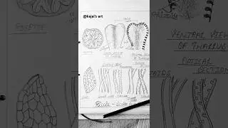 Thallus of Riccia #easydrawing #viral #shorts