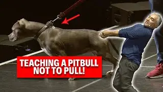 The #1 Mistake Dog Owners Make on Walks! | Live Dog Demos