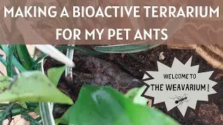 MAKING A BIOACTIVE TERRARIUM for my PET ANTS
