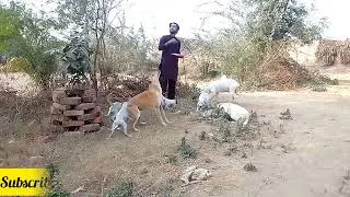 Animals Aid Unlimited Pak | Be kind to Animals God will be Kind to You