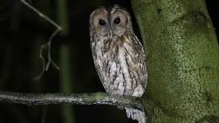 Tawny Owl at the roadside