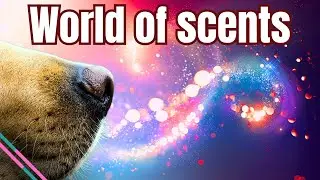 How Strong Is a Dog's Sense of Smell?