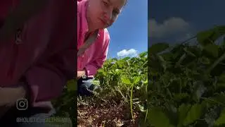 Strawberry season is here! Come picking with me. #eatlocal #strawberryseason #eatseasonal