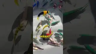 Rare & Beautiful Saltwater Fish Collection | Exotic Marine Fish Showcase