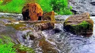 Peaceful Babbling Brook | Flowing Stream Sounds for Focus & Calm (No Music)