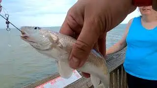 Folly Beach Pier fishing