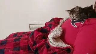 Kittens play fighting #kitten #kittens #foryou #viral