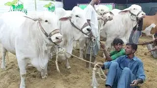 Aisi Beauty Pehle Kabhi Dekhi Hai? Nukra Beauties of Afridi Cattle Farm 2019
