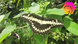 Panama Butterflies: A HEXFlex Made Possible By My HEX TShares