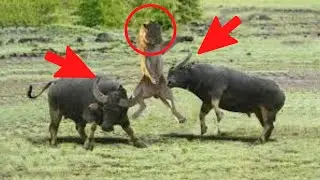 || Wild discovery Animals ||Male lion Hunt buffalo || Animal planet || Documentary ||