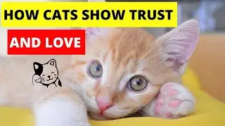 how cats show they trust you and love you