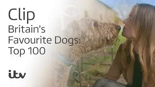 Britain's Favourite Dogs: Top 100 | Geri Horner and Her Airedale Terrier Hugo | ITV