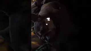 Adam Busby shows he's Dog is Snoring so loud :D
