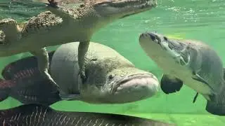 Giant Arowana Fish Tank , Crocodile , Stingrays #Arapaima #arowana  #fishtank #aquarium