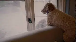 handheld a dog watches out a window on a couch waiting for its