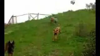 Dog Training Made Easy - K9 Coach Dog Training Camp