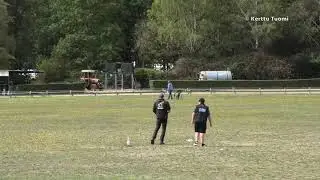 FCI&nbsp;European Championship 2019, whippet females final, 355 m