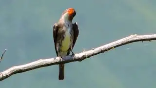 Aves de Venezuela - Ave de Barinas - Pib&iacute; Boreal - Contopus cooperi (Atrapamoscas)