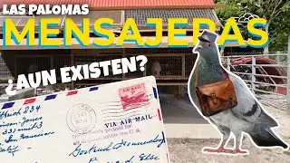 INCRE&Iacute;BLE conoc&iacute; PALOMAS MENSAJERAS en MIAMI 🕊🕊📩  | El patechucho 🐾🐕&zwj;🦺