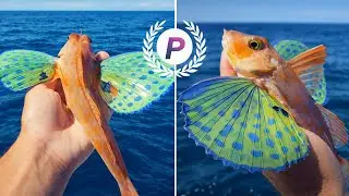 Flying Gurnard: The Ocean's Most Colorful Secret Revealed | PetNarianPets