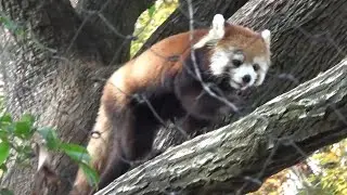 レッサーパンダ可愛い❤  Cute red panda family #334【Cute animal videos】