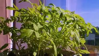 tomato time-lapse