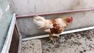 My Beautiful Little Rooster Playing On Roof like, share and subscribe my channel🐓🐓