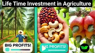 LIFE TIME INVESTMENT IN AGRICULTURE  / Palm Tree & Cashew Farming in Nigeria