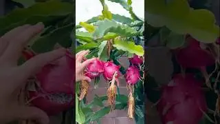 China k Beautiful nature Tasty dragon fruit and desi bor #shorts #fruits #dragon #china #garden