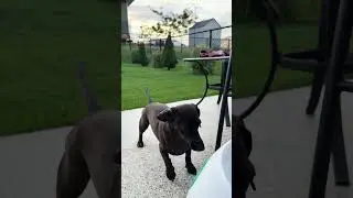 Crazy Dachshund Goes Wild Chasing Ball Outside | Funny Dog Shorts
