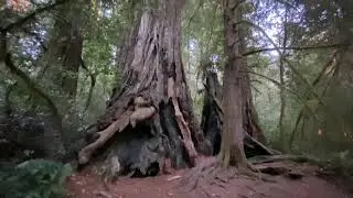 Lady Bird Johnson Grove - Redwood National Park