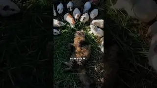 Asian cats vs American cats
