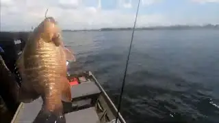 Bailey Bridge Mangrove Snapper fishin