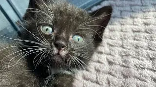 Mustache Kitten is Super Sassy!