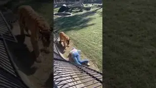 Grandma Falls Into Tiger Enclosure Brave Rescue Saves Her! 😱🦁❤️ #usa #europe #russia #tiger #grandma