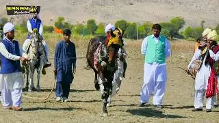 Dancing horse with  saraiki dhol shenai 2019| zebi dhol master ka jado|sanam 4k production