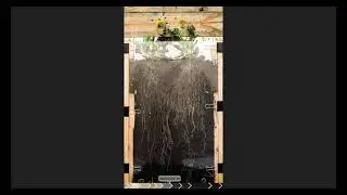 Stiff goldenrod roots growing