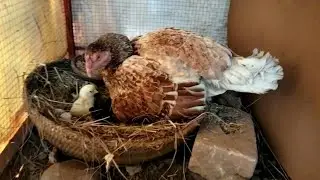 Chicken Breeding Prosses full Video | Hen Breeding Progress Video